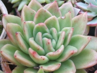 Echeveria agavoides x