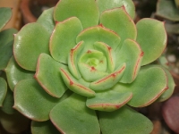 Echeveria globolifera