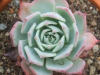 echeveria-gracilis