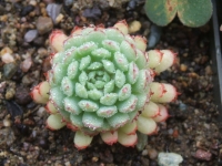 echeveria-minima