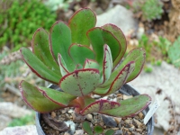 echeveria-nodulosa-green-form-mexico