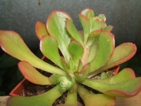 Echeveria rosea