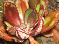 Echeveria nodulosa