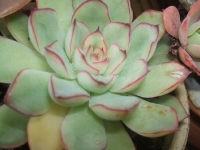 Echeveria pulidonis