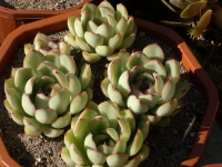 echeveria-pulidonis_0