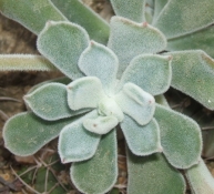 echeveria-pulvinata-frosty