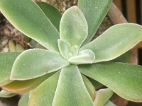 Echeveria pulvinata