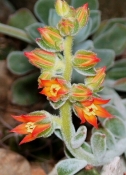 echeveria-pulvinatafrosty-kvet-2