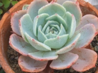 echeveria-pumila