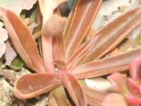 Echeveria racemosa