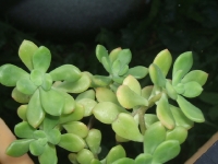 sedum ???