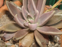 Echeveria sp. 576-2001 Mexico