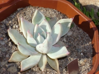 echeveria-sp-83