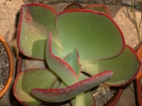 echeveria-sp-mexico-stanik-drab