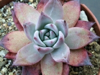 echeveria-strictiflora-2