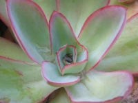 Echeveria subrigida