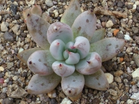 echeveria-unguiculata