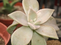 graptopetalum-paraquyense