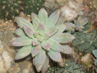 graptosedum-francesco-baldii