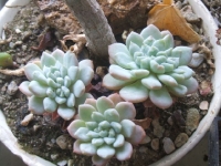 sedeveria cv.