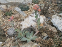 echeveria sp-tehuacan