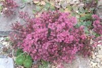 sedum