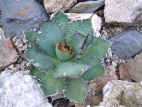 agave titanota