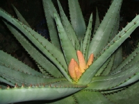 aloe-ferox-pucik-2011