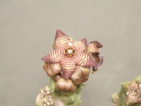 caralluma-europaea