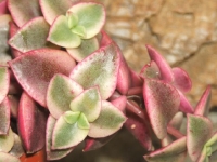 crassula-pellucida-f-variegata