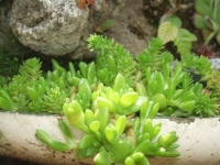 delosperma nubiganum