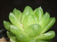 haworthia cymbiformis umbraticola