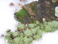 saxifraga paniculata brefiloia