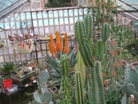 aloe ferox v kvete zima 2011