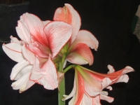 amaryllis hippeastrum v zime