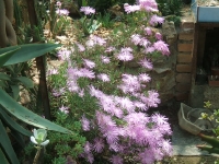 lampranthus sp