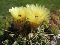 notocactus submamolusus