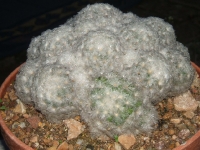 mammillaria