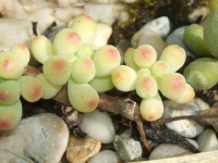 sedum pachyphatum