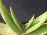 Aloe hybrid M 4  