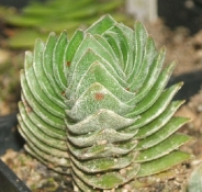 crassula cv,,Budha temple,,