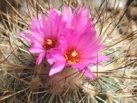 gymnocactus