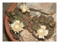 aloinopsis schoonneesii