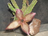 stapelia-gettliffei