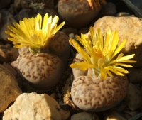 lithops bromfieldii