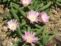 delosperma-masa