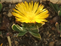 Faucaria boscheana