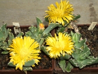 faucaria-boscheana_0