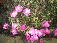 lampranthus sp