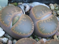 Lithops aucampiae